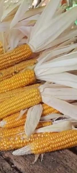 LES HISTORIES DE FIDALGO. ESFOYACES  Y. GARULLES.