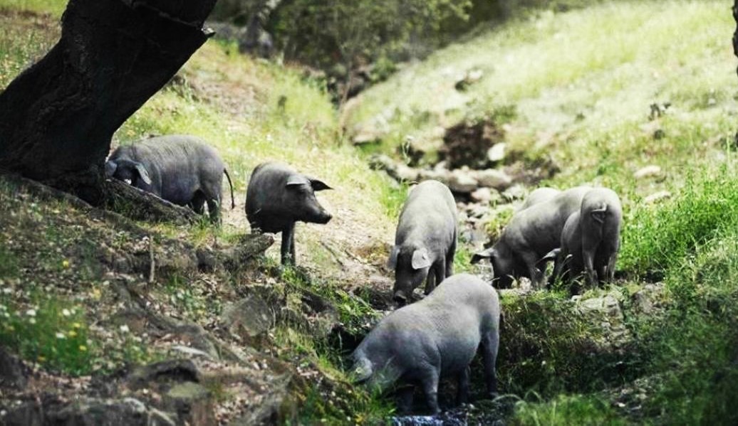 DEHESAS Y ADEHESAMIENTOS EN CÁCERES