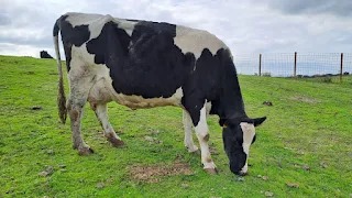 LAS RAZAS AUTÓCTONAS