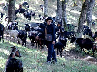 LAS CABRAS DE TÍO ESTEBAN «EL CANIJA».