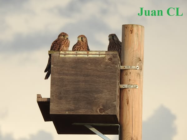 SALUDO FUENTEPIÑELANO. 4229. DÍA MUNDIAL DE LA NATURALEZA