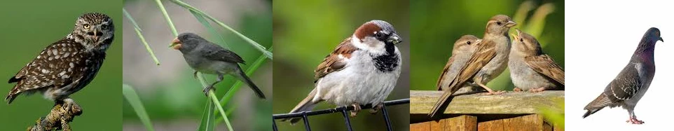 EL MUNDO SIN AVES. EL MUNDO AL REVÉS