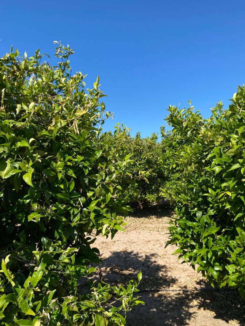 CASINOS CINCO AÑOS DESPUÉS…