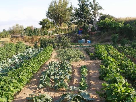 CRÓNICA DE LA VILLA DE CALAMOCHA 2025: CALAMOCHA GUIA DE UN VIEJO HORTELANO (1ª PARTE)