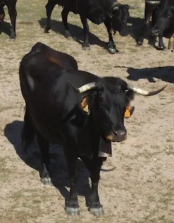 LA GANADERÍA EN GUIJO DE SANTA BÁRBARA