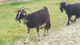 LA CABRA DE LAS MESETAS