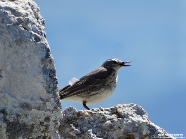 BISBITA ALPINO (ANTHUS SPINOLETT)- LINNAEUS,1758 –