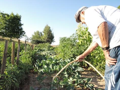 CRÓNICA DE LA VILLA DE CALAMOCHA 2025: CALAMOCHA GUIA DE UN VIEJO HORTELANO (2ª PARTE)