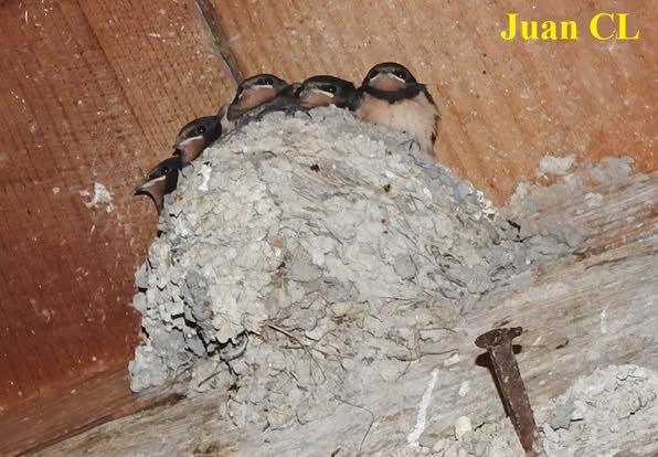 NIDOS DE GOLONDRINAS