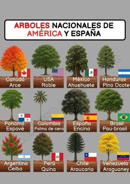 ¿LO SABÍAN?, EL AHUEHUETE. ÁRBOL NACIONAL DE MÉXICO