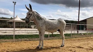 EL ASNO DE PURA RAZA ANDALUZA