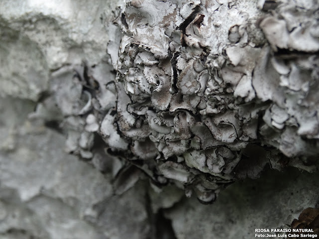 BLOG ARZOLIA DE ROCA ( FLAVOPARMELIA CAPERATA) DEL CRONISTA