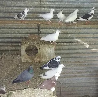 PALOMAS Y PALOMARES