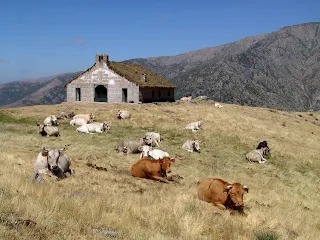 LA «TRASHUMANCIA» EN GUIJO DE SANTA BÁRBARA