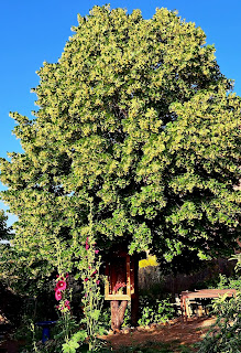 CRÓNICA: MONIKA, NO DE HIPONA, SINO DE VALDEPIÉLAGOS