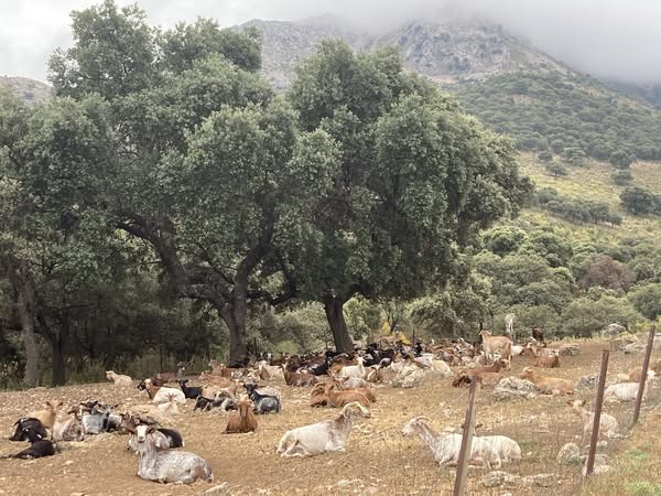 CIERRE DE LA EXPLOTACIÓN GANADERA
