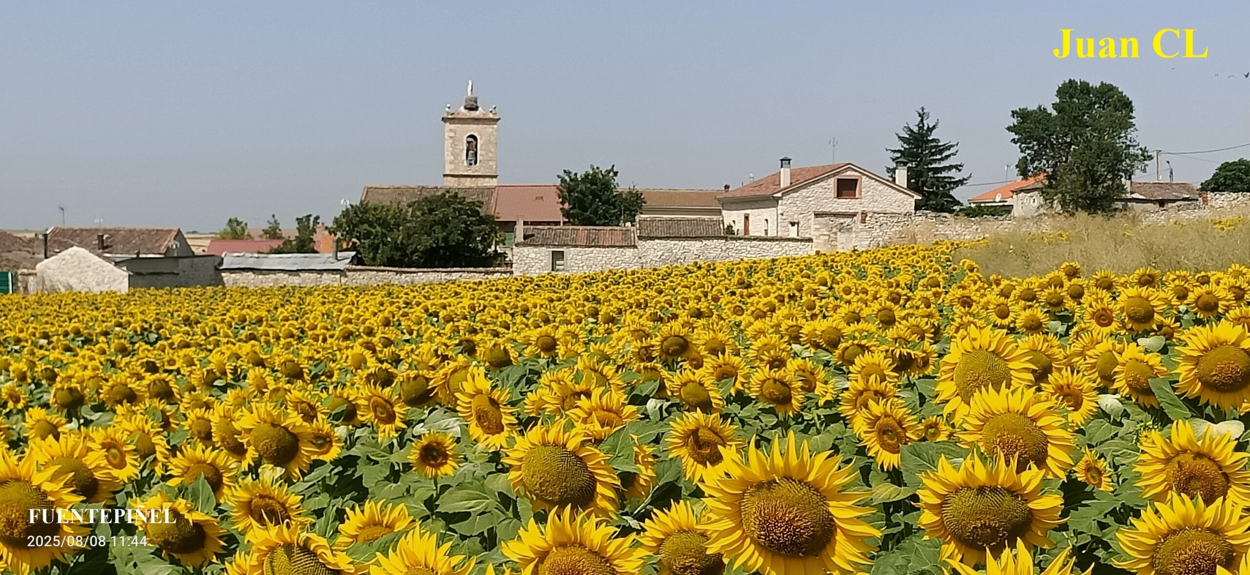 SALUDO FUENTEPIÑELANO 4381: EL GIRASOL