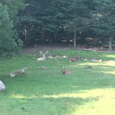 EL CIERVO EN EL NORTE DE CASTELLÓN SIGLOS ATRÁS