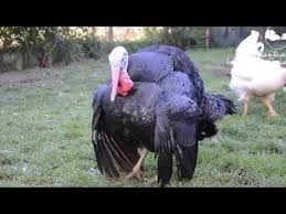 LA LEYENDA DEL BAILE DE LA PAVA