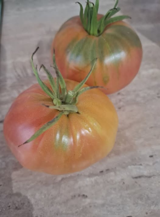 CRÓNICAS DEL PILDE: A UN TOMATE… DE UN AMIGO.