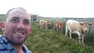 LAS VACAS DE GONZALO