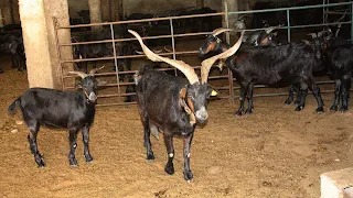 EL DESECHO Y EL DESVIEJE