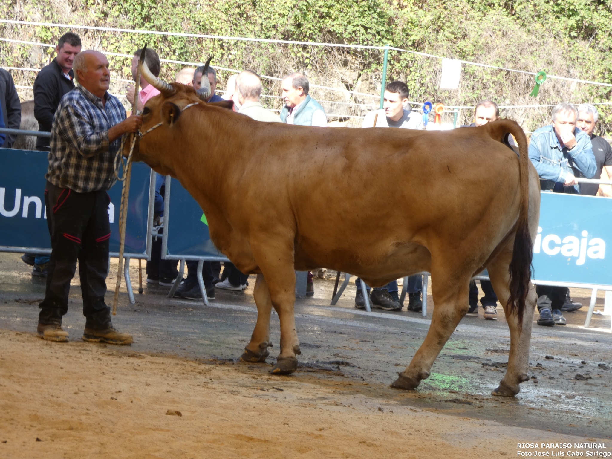 EL XXXIV GRAN CONCURSO EXPOSICIÓN DE GANADO DE NUESTRA SEÑORA DEL ROSARIO 2025 (1)