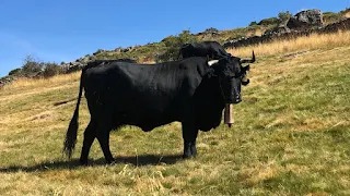 LA AVILEÑA-NEGRA IBÉRICA: CONFERENCIA Y DOCUMENTAL