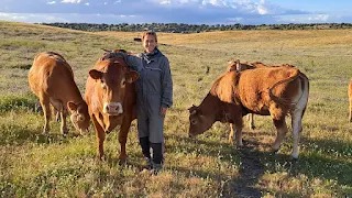 PILAR DOMÍNGUEZ CASTELLANO: GANADERA Y MUJER RURAL.