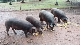 LOS CERDOS TORREZNEROS