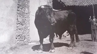 LA GANADERÍA EN EL BARCO DE ÁVILA EN 1925