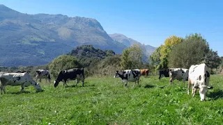 GANADERÍA LATATU S.C.