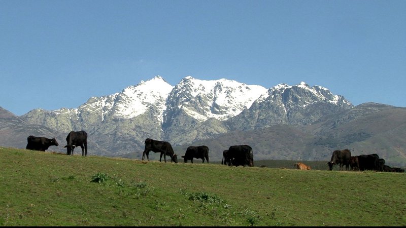 LA VACA EN LA SIERRA DE GREDOS