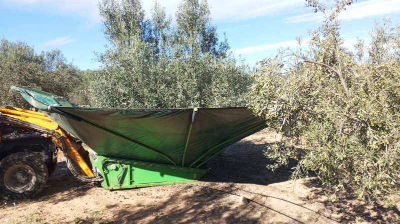 CASINOS: SIGUE A BUEN RITMO LA RECOLECCIÓN DE LA ACEITUNA