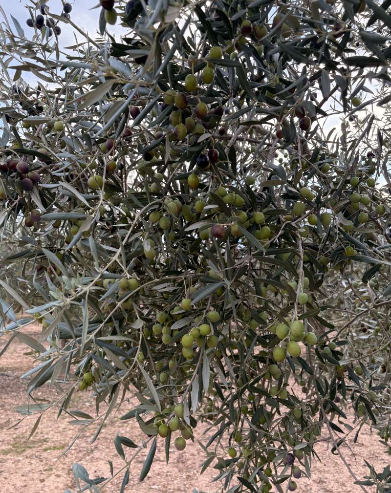 LA COOPERATIVA SANTA BÁRBARA EN PLENA CAMPAÑA DE RECOLECCIÓN DE ACEITUNAS