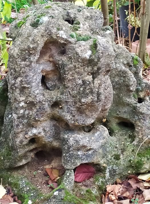 JABALÍES CONTRA CERDOS