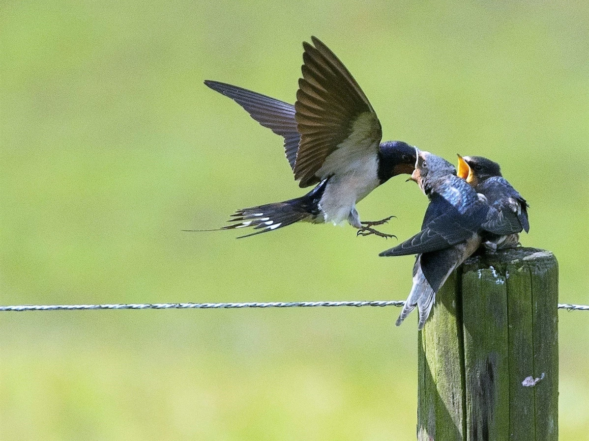 TRES CIFRAS QUE GRITAN POR LA BIODIVERSIDAD EN UNA LLAMADA URGENTE A LA ACCIÓN