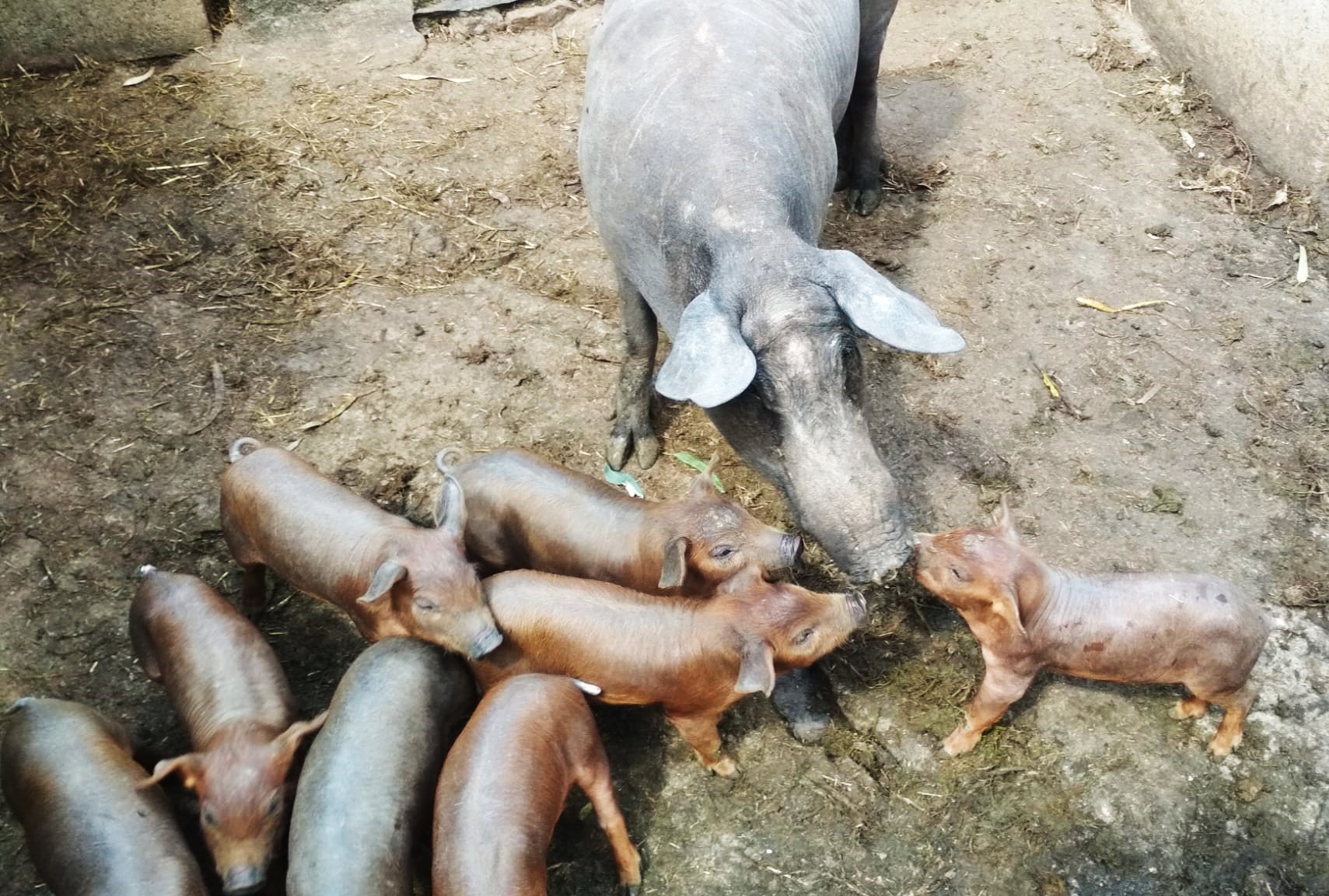 VENDER EL JAMÓN PARA COMPRAR EL COCHINO