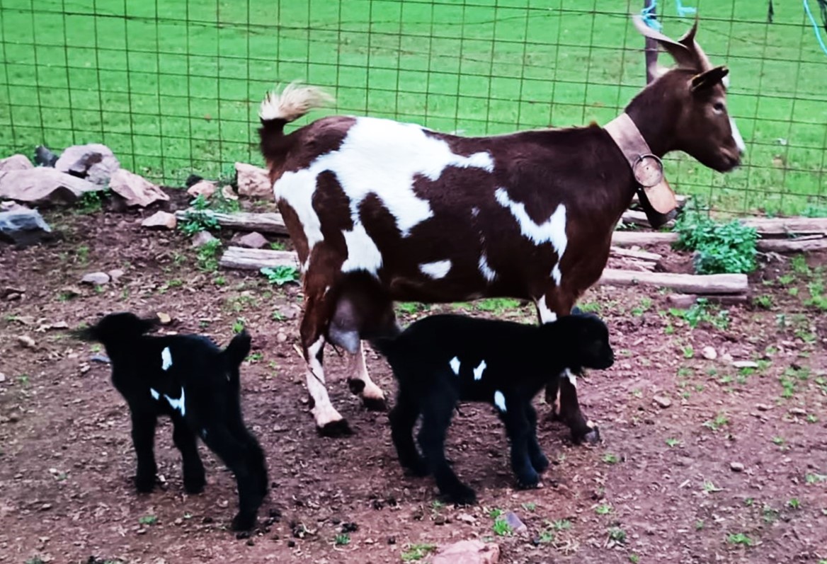 EL HOMBRE, DE PERDIDO, A LA CABRA O AL COCHINO
