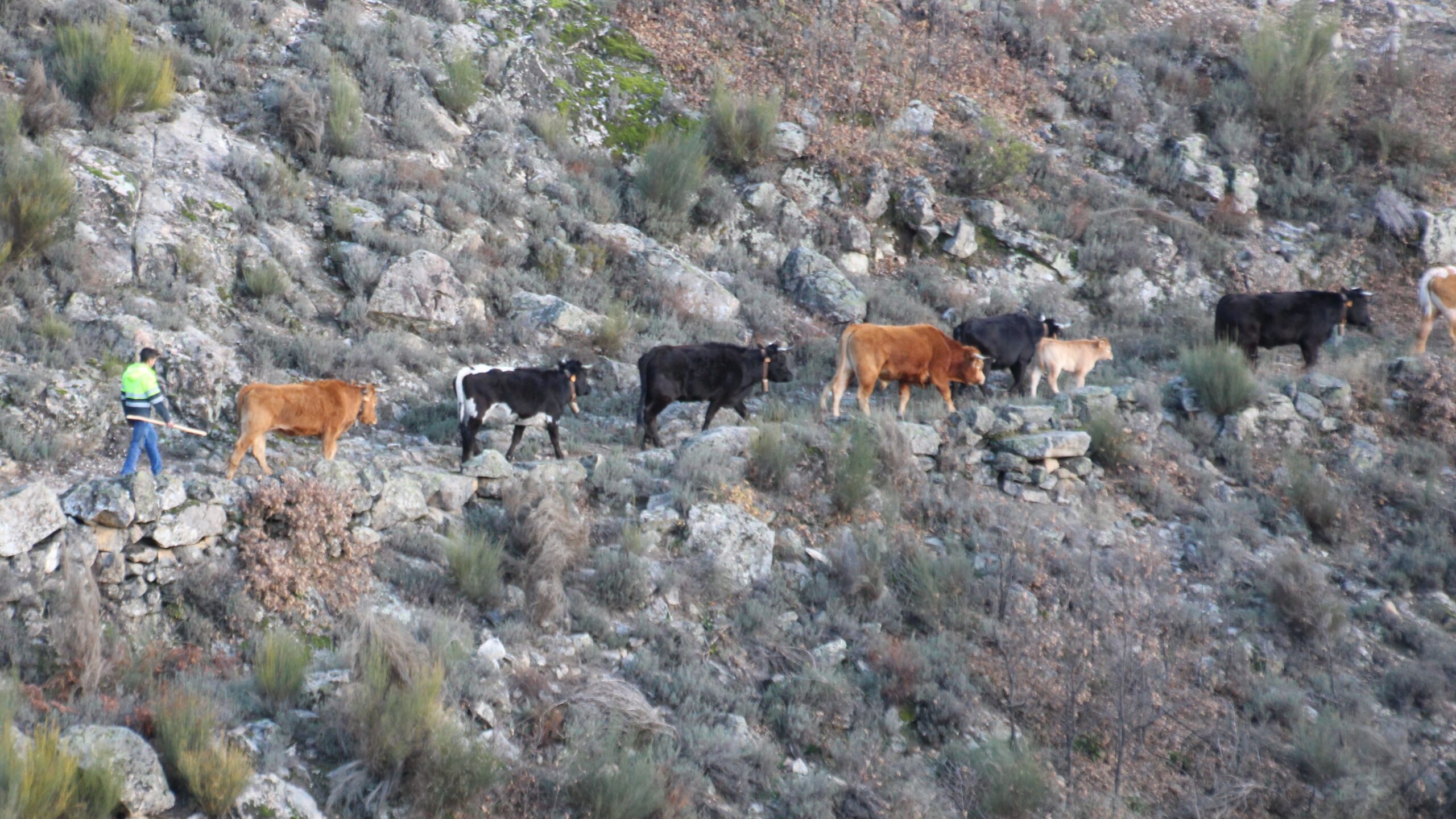 TRASHUMANCIA DE INVIERNO EN GUIJO DE SANTA BÁRBARA (CÁCERES)