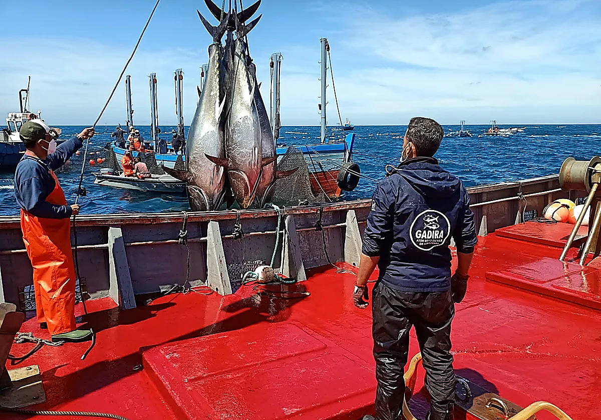 LA ALMADRABA Y CONCERT MUSIC, PLANTEAN CONVERTIR SANCTI-PETRI EN MOTOR ECONÓMICO PARA CHICLANA