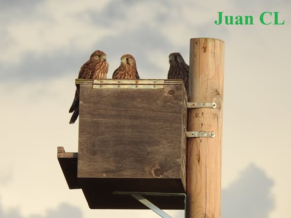 SALUDO FUENTEPIÑELANO 4631.