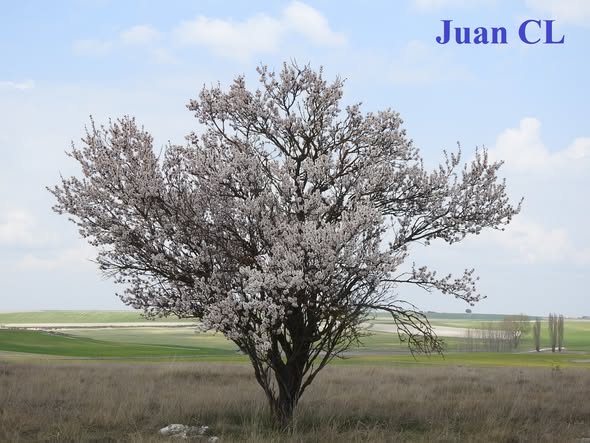 SALUDO FUENTEPIÑELANO 4634. MARZO LOS ALMENDROS EN FLOR Y LOS MOZOS EN AMOR