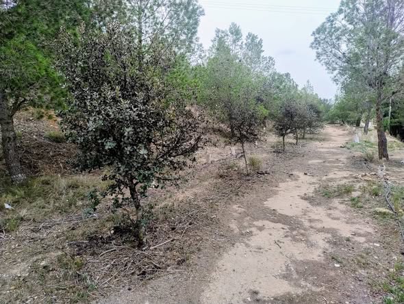 LA FIESTA DEL ÁRBOL EN SAX EN 1926.