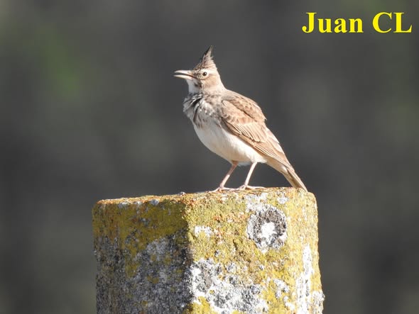 SALUDO FUENTEPIÑELANO 4644.