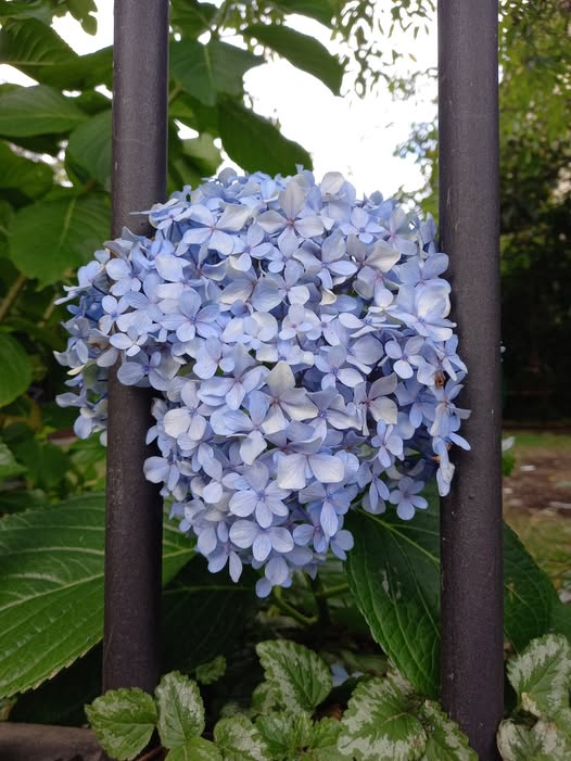 LA PRIMAVERA, QUE HOY LLEGA.