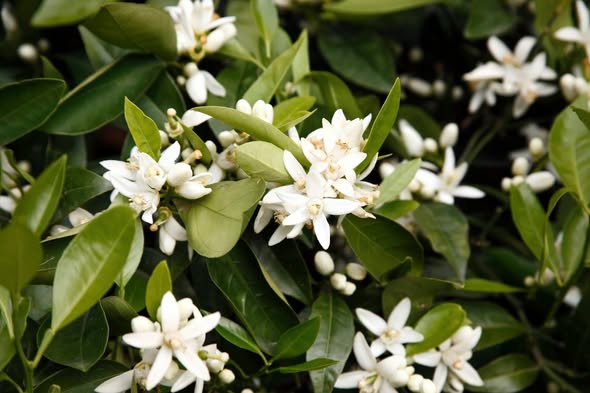 AJUAR DE FINALES DE MARZO EN DÍAS DE PASIÓN Y GLORIA.