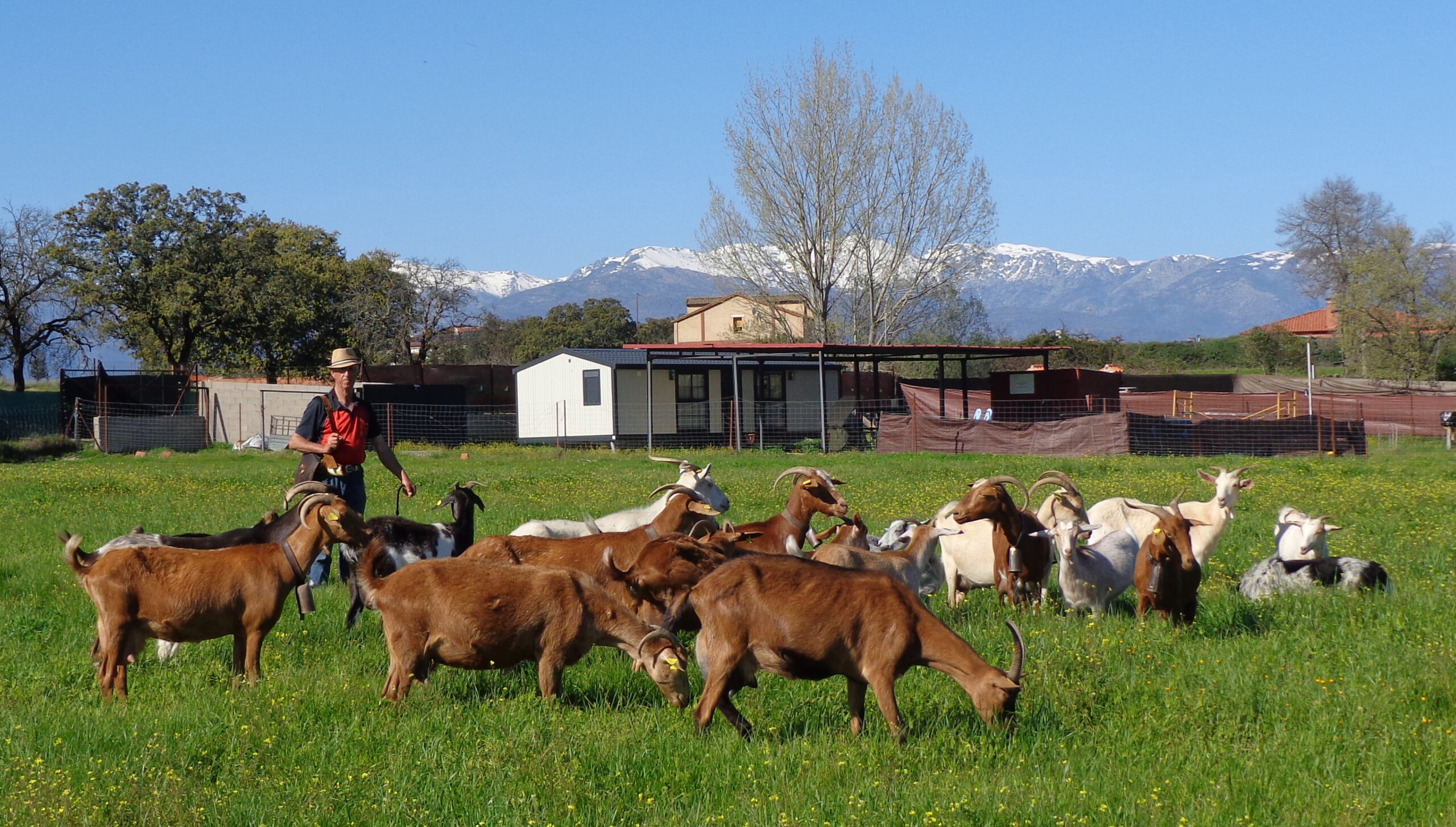 ISIDRO PÉREZ: UN CABRERO DE GUIJO EN TALAYUELA (CÁCERES)