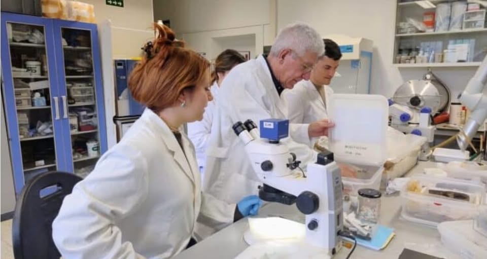 SALUDO FUENTEPIÑELANO 4672. LOS VACCEOS EN CUÉLLAR (SEGOVIA)