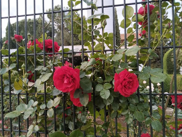 JARDINES DE LA IGLESIA DE SAN GREGORIO OSTIENSE DE MONTIJO
